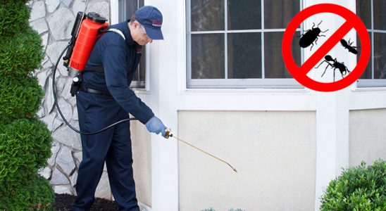 Yayladere Pire İlaçlama böcek ilaçlama ve haşere kontrolü — ilaclama-tr.com